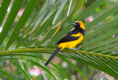 Icterus auricapillus