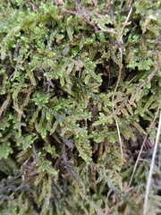 Callicladium imponens