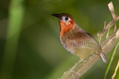 Cyphorhinus phaeocephalus