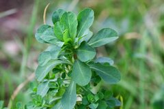 Euphorbia helioscopia