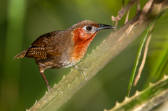 Cyphorhinus phaeocephalus