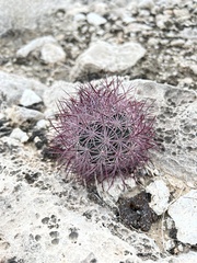 Echinomastus johnsonii