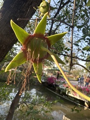 Sonneratia caseolaris