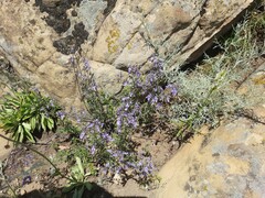 Teucrium orientale