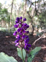 Dichorisandra thyrsiflora