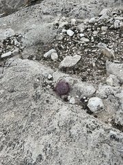 Echinomastus johnsonii