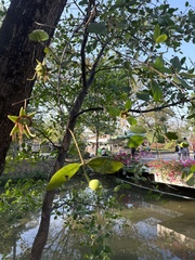 Sonneratia caseolaris