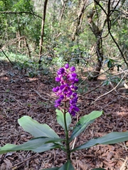 Dichorisandra thyrsiflora