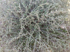 Artemisia barrelieri