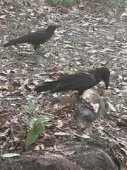 Corvus macrorhynchos levaillantii