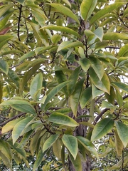 Magnolia maudiae