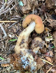 Cudonia monticola