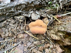 Cudonia monticola