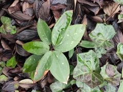 Smilax glabra