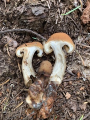 Cudonia monticola