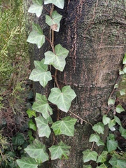 Hedera nepalensis