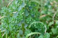 Euphorbia helioscopia