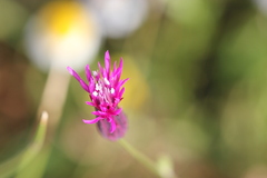 Crupina crupinastrum