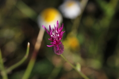 Crupina crupinastrum
