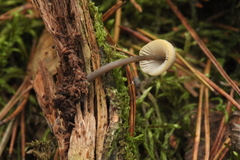 Mycena viridimarginata