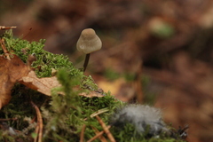 Mycena viridimarginata