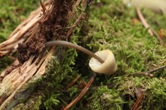 Mycena viridimarginata