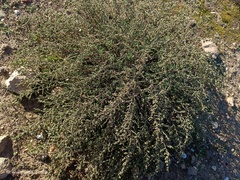 Artemisia barrelieri