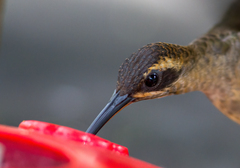 Phaethornis longirostris