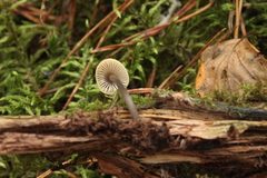 Mycena viridimarginata