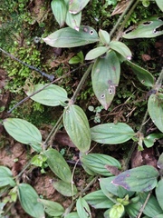 Oldenlandia chrysotricha