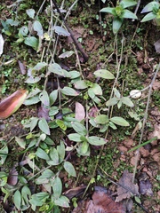 Oldenlandia chrysotricha