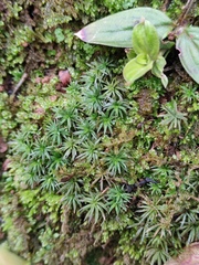Pogonatum inflexum