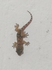 Tarentola mauritanica