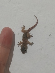 Tarentola mauritanica