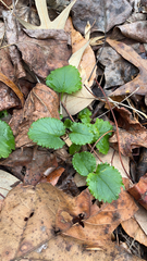 Packera obovata