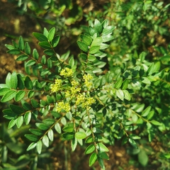 Zanthoxylum schinifolium