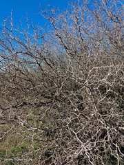Ziziphus lotus