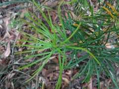 Banksia spinulosa