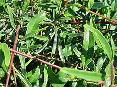 Rhamnus erythroxyloides