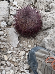 Echinomastus johnsonii