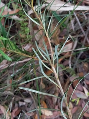Banksia spinulosa