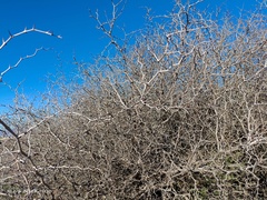Ziziphus lotus
