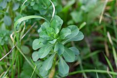 Euphorbia helioscopia