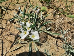 Convolvulus lineatus