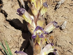 Orobanche cernua