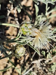 Psephellus czirkejensis