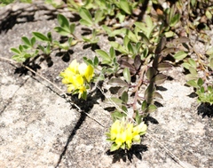 Leobordea procumbens