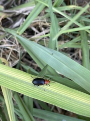 Cacoscelis nigripennis