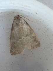 Hyperstrotia pervertens