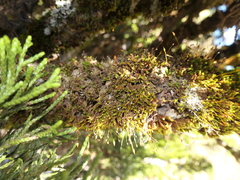 Macromitrium longipes